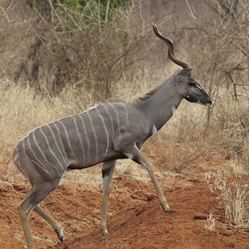 Kabubi Safaris and Tours Tanzania Ltd (1)