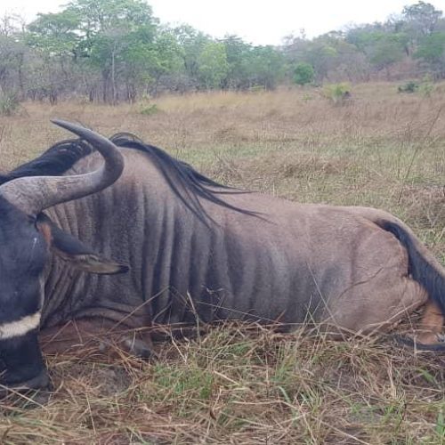 Kabubi Safaris and Tours Tanzania Ltd (10)