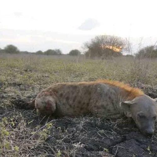 Kabubi Safaris and Tours Tanzania Ltd (11)