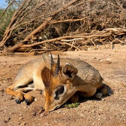 Kabubi Safaris and Tours Tanzania Ltd (16)