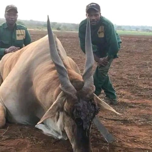 Kabubi Safaris and Tours Tanzania Ltd (19)