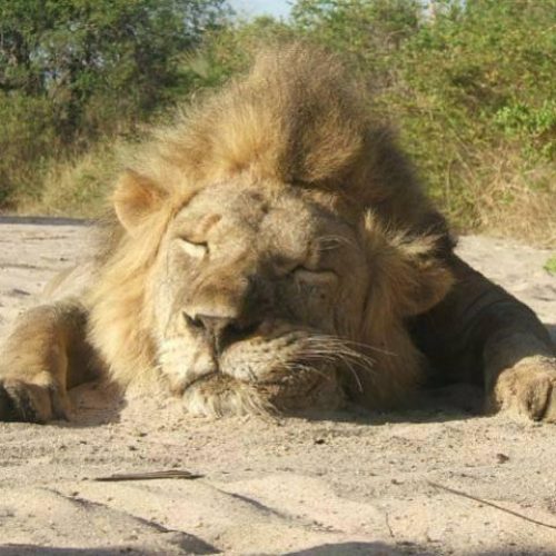 Kabubi Safaris and Tours Tanzania Ltd (2)