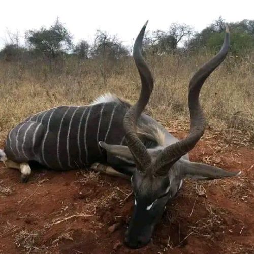 Kabubi Safaris and Tours Tanzania Ltd (29)