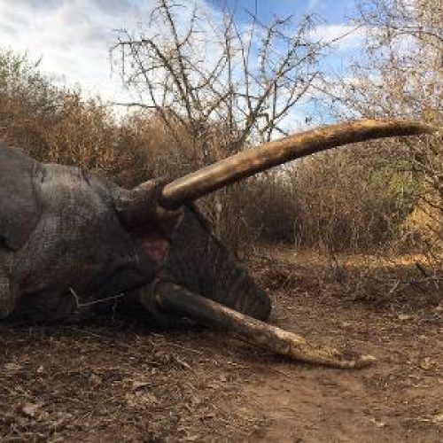 Kabubi Safaris and Tours Tanzania Ltd (30)