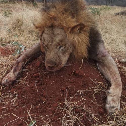 Kabubi Safaris and Tours Tanzania Ltd (39)