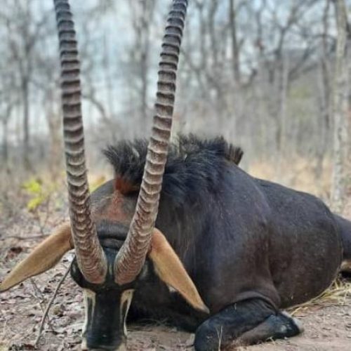 Kabubi Safaris and Tours Tanzania Ltd (42)