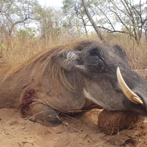 Kabubi Safaris and Tours Tanzania Ltd (7)